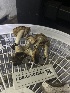  ( - FDS-CA-04860)  @11 [ ] by-nc (2024) Dean Lyons Fungal Diversity Survey