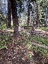  ( - FDS-CA-04863)  @11 [ ] by-nc (2024) Dean Lyons Fungal Diversity Survey