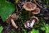  (Inocybe sp. CA67 - FDS-CA-04881)  @11 [ ] by-nc (2024) Dean Lyons Fungal Diversity Survey