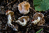  ( - FDS-CA-04880)  @11 [ ] by-nc (2024) Dean Lyons Fungal Diversity Survey