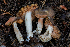  ( - FDS-CA-04860)  @11 [ ] by-nc (2024) Dean Lyons Fungal Diversity Survey