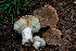  ( - FDS-CA-04863)  @11 [ ] by-nc (2024) Dean Lyons Fungal Diversity Survey