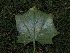  ( - FDS-CA-06721)  @11 [ ] by (2024) Justin Paulin Fungal Diversity Survey