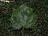  ( - FDS-CA-06721)  @11 [ ] by (2024) Justin Paulin Fungal Diversity Survey