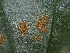  (Coleosporiaceae - FDS-CA-06721)  @11 [ ] by (2024) Justin Paulin Fungal Diversity Survey