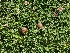  ( - FDS-CA-06722)  @11 [ ] by (2024) Justin Paulin Fungal Diversity Survey