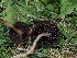  ( - FDS-CA-06722)  @11 [ ] by (2024) Justin Paulin Fungal Diversity Survey