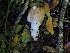  ( - FDS-CA-06723)  @11 [ ] by (2024) Justin Paulin Fungal Diversity Survey