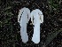  ( - FDS-CA-06723)  @11 [ ] by (2024) Justin Paulin Fungal Diversity Survey