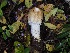  ( - FDS-CA-06723)  @11 [ ] by (2024) Justin Paulin Fungal Diversity Survey