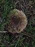  ( - FDS-CA-06724)  @11 [ ] by (2024) Justin Paulin Fungal Diversity Survey