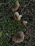  ( - FDS-CA-06724)  @11 [ ] by (2024) Justin Paulin Fungal Diversity Survey