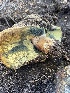  ( - FDS-CA-04871)  @11 [ ] by-nc (2024) Dean Lyons Fungal Diversity Survey