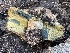  ( - FDS-CA-04871)  @11 [ ] by-nc (2024) Dean Lyons Fungal Diversity Survey