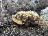  ( - FDS-CA-04871)  @11 [ ] by-nc (2024) Dean Lyons Fungal Diversity Survey