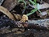  ( - FDS-CA-06729)  @11 [ ] by (2024) Justin Paulin Fungal Diversity Survey