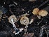  ( - FDS-CA-06729)  @11 [ ] by (2024) Justin Paulin Fungal Diversity Survey