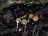  ( - FDS-CA-06729)  @11 [ ] by (2024) Justin Paulin Fungal Diversity Survey
