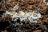  ( - FDS-CA-04875)  @11 [ ] by-nc (2024) Dean Lyons Fungal Diversity Survey