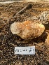  (Rhodocollybia sp. CA02 - FDS-CA-07501)  @11 [ ] c (2024) Marinna Grijalva Fungal Diversity Survey