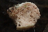  (Hydnangiaceae - FDS-CA-07820)  @11 [ ] by-nc (2024) Damon Tighe Fungal Diversity Survey