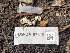  ( - FDS-CA-07819)  @11 [ ] by-nc (2024) Damon Tighe Fungal Diversity Survey