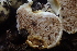  ( - FDS-CA-07819)  @11 [ ] by-nc (2024) Damon Tighe Fungal Diversity Survey
