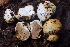  (Descomyces - FDS-CA-07819)  @11 [ ] by-nc (2024) Damon Tighe Fungal Diversity Survey