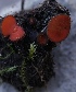  ( - FDS-CA-05456)  @11 [ ] by-nc (2024) Unspecified Fungal Diversity Survey