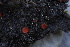  ( - FDS-CA-05456)  @11 [ ] by-nc (2024) Unspecified Fungal Diversity Survey