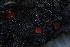  ( - FDS-CA-05456)  @11 [ ] by-nc (2024) Unspecified Fungal Diversity Survey