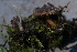  ( - FDS-CA-05469)  @11 [ ] by-nc (2024) Unspecified Fungal Diversity Survey