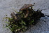  ( - FDS-CA-05469)  @11 [ ] by-nc (2024) Unspecified Fungal Diversity Survey
