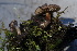  ( - FDS-CA-05469)  @11 [ ] by-nc (2024) Unspecified Fungal Diversity Survey