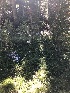  ( - FDS-CA-06743)  @11 [ ] by (2024) Justin Paulin Fungal Diversity Survey