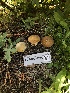  ( - FDS-CA-06746)  @11 [ ] by (2024) Justin Paulin Fungal Diversity Survey