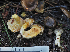  ( - FDS-CA-05962)  @11 [ ] by-nc (2024) Fresno Mycology Society Fungal Diversity Survey