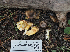  ( - FDS-CA-05962)  @11 [ ] by-nc (2024) Fresno Mycology Society Fungal Diversity Survey