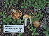  ( - FDS-CA-05963)  @11 [ ] by-nc (2024) Fresno Mycology Society Fungal Diversity Survey