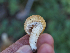  ( - FDS-CA-05963)  @11 [ ] by-nc (2024) Fresno Mycology Society Fungal Diversity Survey