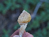  ( - FDS-CA-05963)  @11 [ ] by-nc (2024) Fresno Mycology Society Fungal Diversity Survey