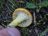  ( - FDS-CA-05964)  @11 [ ] by-nc (2024) Fresno Mycology Society Fungal Diversity Survey