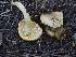  ( - FDS-CA-05964)  @11 [ ] by-nc (2024) Fresno Mycology Society Fungal Diversity Survey