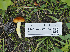  ( - FDS-CA-05964)  @11 [ ] by-nc (2024) Fresno Mycology Society Fungal Diversity Survey
