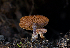  ( - FDS-CA-06732)  @11 [ ] by (2024) Justin Paulin Fungal Diversity Survey