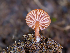  ( - FDS-CA-06731)  @11 [ ] by (2024) Justin Paulin Fungal Diversity Survey
