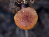  ( - FDS-CA-06731)  @11 [ ] by (2024) Justin Paulin Fungal Diversity Survey