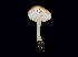  ( - FDS-CA-06735)  @11 [ ] by (2024) Justin Paulin Fungal Diversity Survey