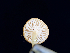  ( - FDS-CA-06735)  @11 [ ] by (2024) Justin Paulin Fungal Diversity Survey