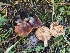 (Lactarius atrobadius - FDS-CA-06740)  @11 [ ] by (2024) Justin Paulin Fungal Diversity Survey